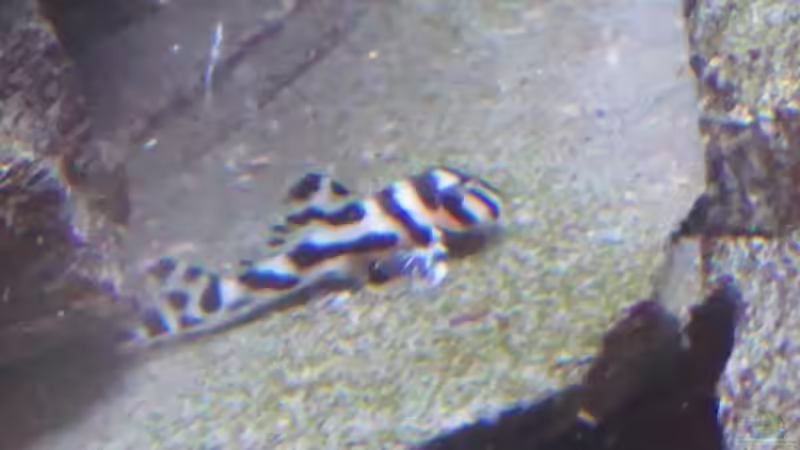 Jungtier ca. 3 Wochen von Thomas De Vries (9)