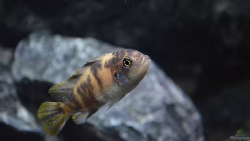 Jungtier Maylandia fainzilberi londo OB Männchen von DaKo77 (41)