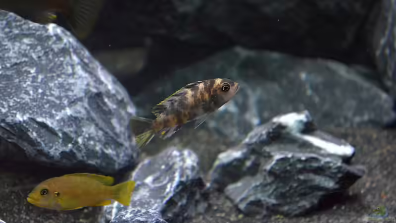 Jungtier Maylandia fainzilberi londo OB Männchen von DaKo77 (47)