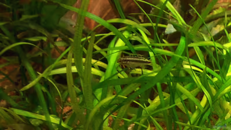 Jungtier Purpurprachtbarsch  von Udo Siebensohn (16)