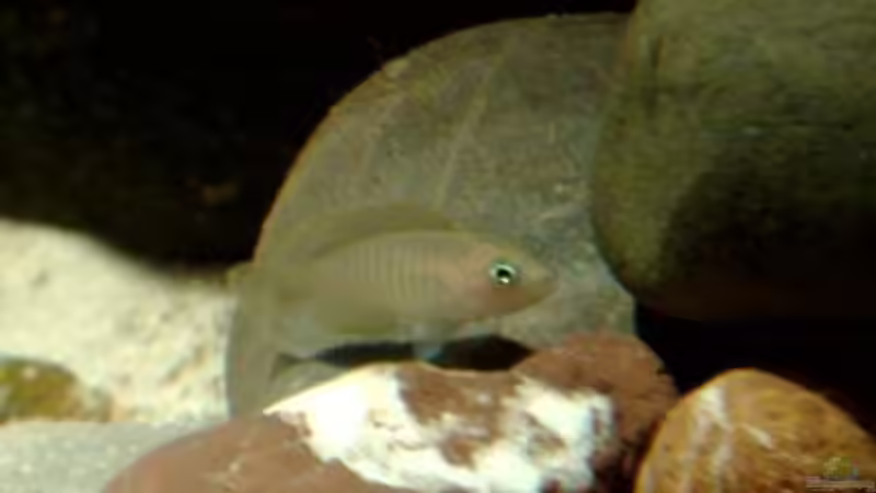 Jungtier von Chris_R. (31)