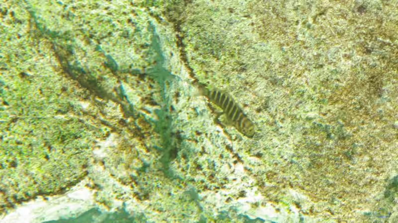 jungtier von Ikolaner (22)