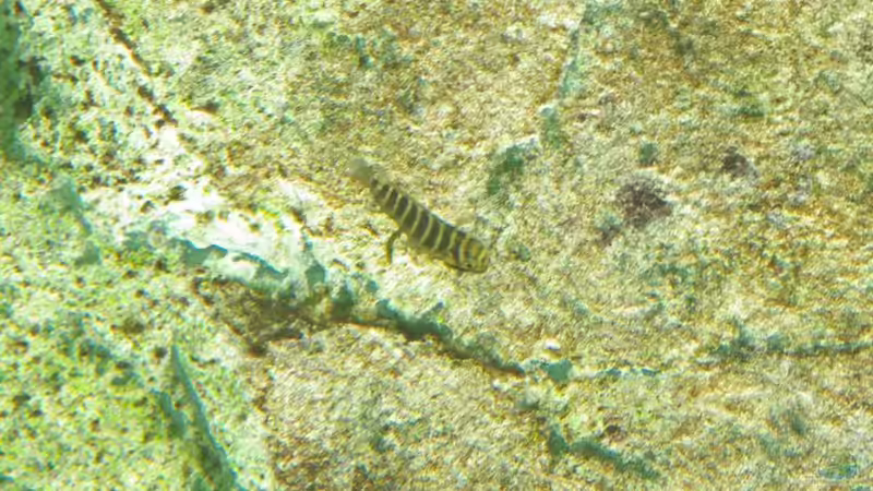 jungtier von Ikolaner (23)