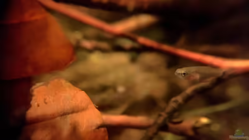 Jungtier von Jaenu00 (8)