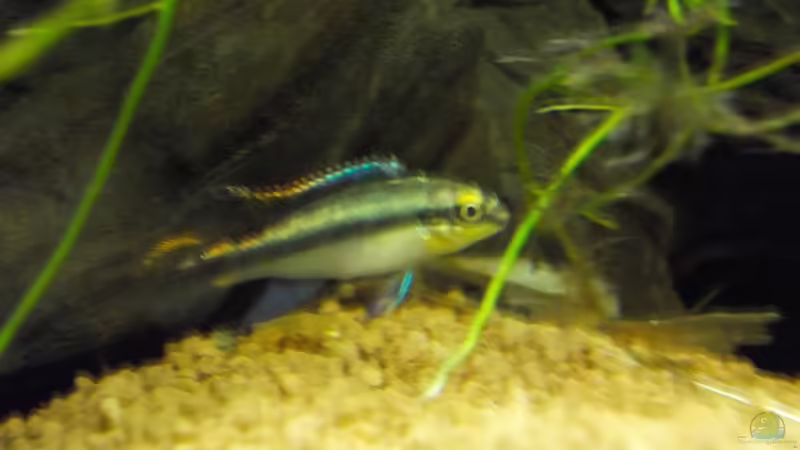 Jungtier von Koehler (42)