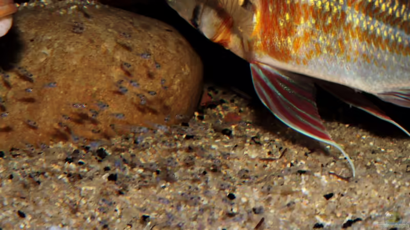 Jungtiere, ein wenig kann man wohl erkennen von die Perle... (26)