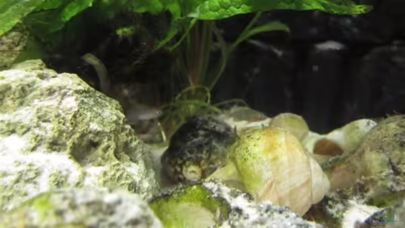 Jungtiere ca. 1,5 cm groß von cammarus (9)