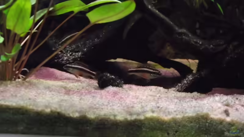 Jungtiere ca. 4 Monate alt von Dr. Manhattan (45)