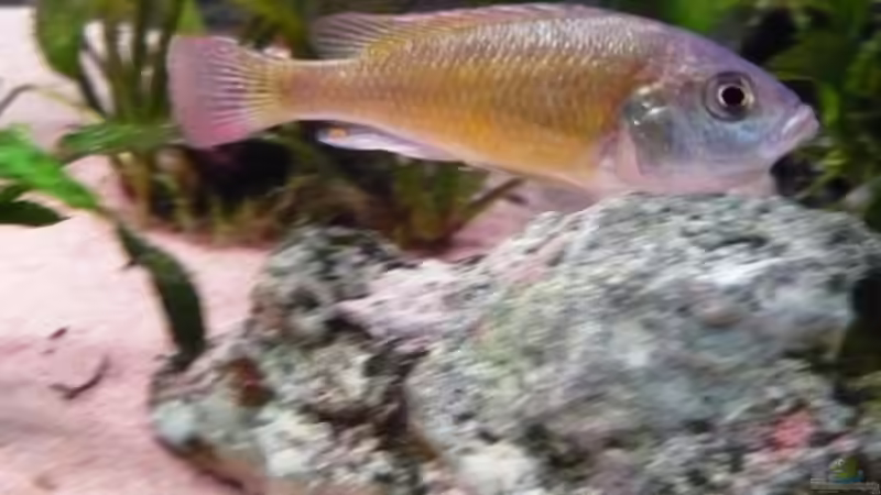 Jungtiere im Maul (hab ich so gekauft) von Berliner Tom (18)