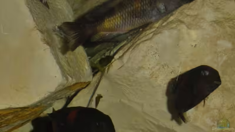 Jungtiere Tropheus moorii BuluPoint von Tom (11)