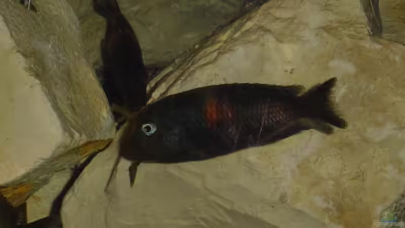 Einrichtungsbeispiele für die Haltung von Tropheus moorii "Bulu Point" im Aquarium