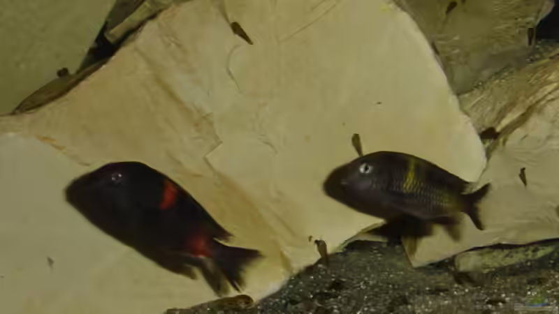 Einrichtungsbeispiele für die Haltung von Tropheus moorii "Bulu Point" im Aquarium