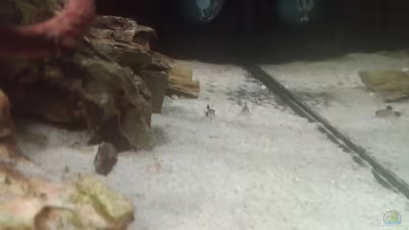 Jungtiere von Corydoras panda  von Torsten Bullmahn (51)