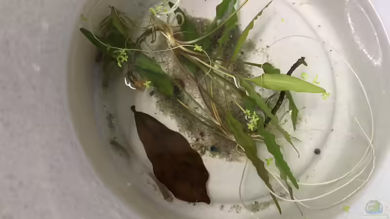 Jungtiere von Pelvicachromis sacrimontis RED im Kübel - kurz, bevor sie ins Becken übersiedeln... von Helga Kury (3)