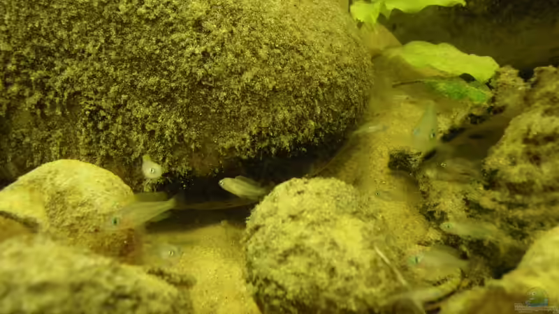 Jungvolk von Bazzi (38)