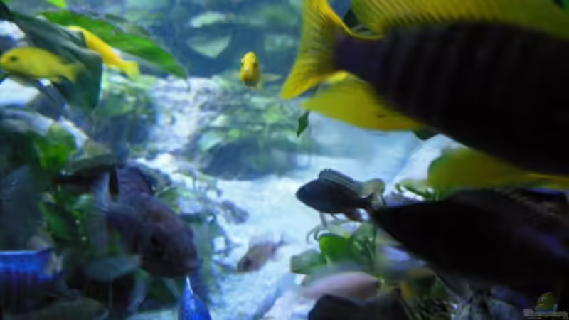 Jungvolk von tomwu (38)