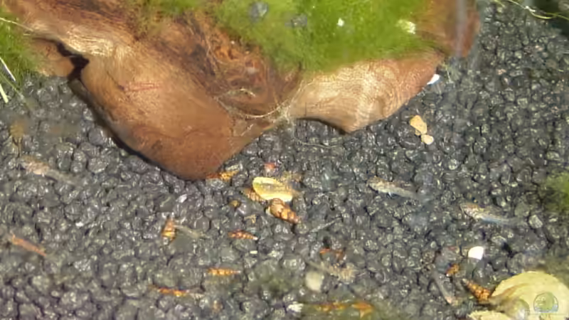 Jungwelse im Aufzuchtbecken ca 40 Tage alt von Carsten Gutsche (18)