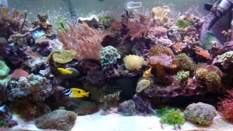 Juni  09 nach genau einem Jahr ;) von Kadijah (1)