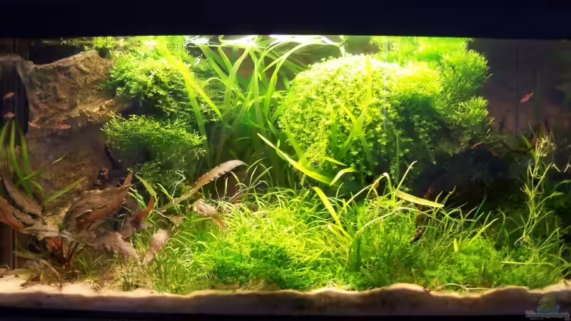 Juni 08 von basetim (7)