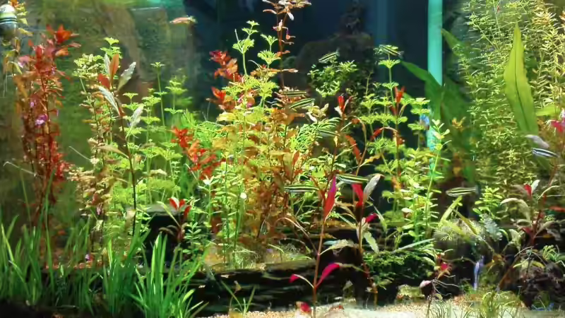 juni 09 von links von wasserspaß (6)