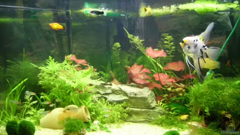 Juni 2007 :  Einsetzen der Fische von Sandra Stoffels (2)