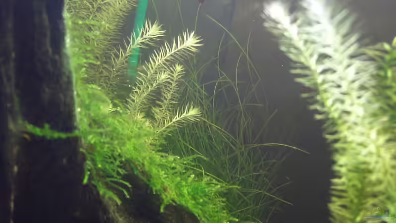 Juni 2010 von Arne (2)