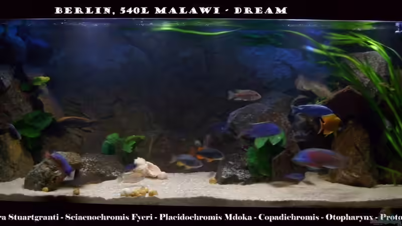 Juni 2010 von ***ELLIS*** (16)