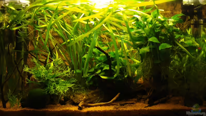 Juni 2011 von Jumi (1)