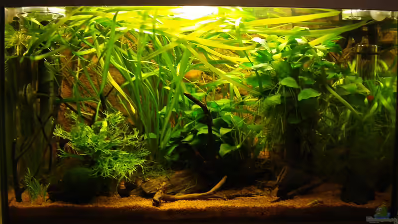 Juni 2011 von Jumi (5)