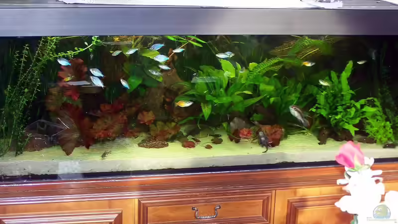 Juni 2011 von Peter Walenciak (10)