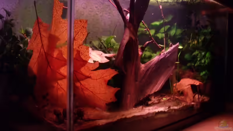 Juni 2011 von PH Neutral (1)