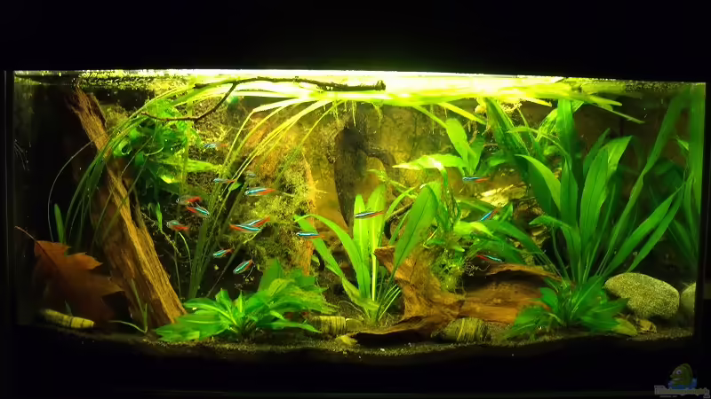 Juni 2011 von PH Neutral (1)