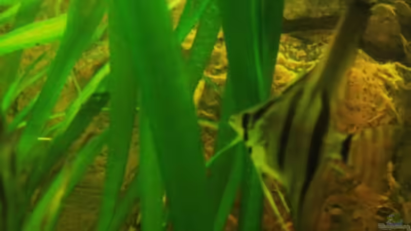 Juni 2012  ca.3 Monate alter Skalar von PH Neutral (29)