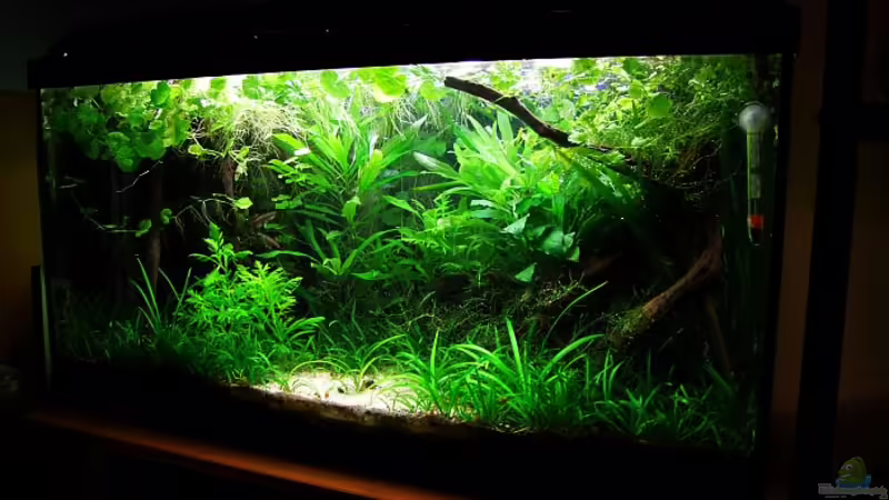 Juni 2012 von Denise83 (3)