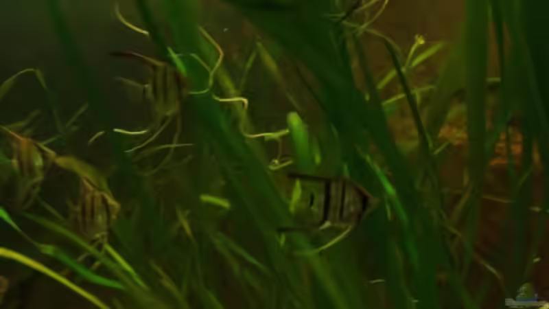 Juni 2012 von PH Neutral (30)