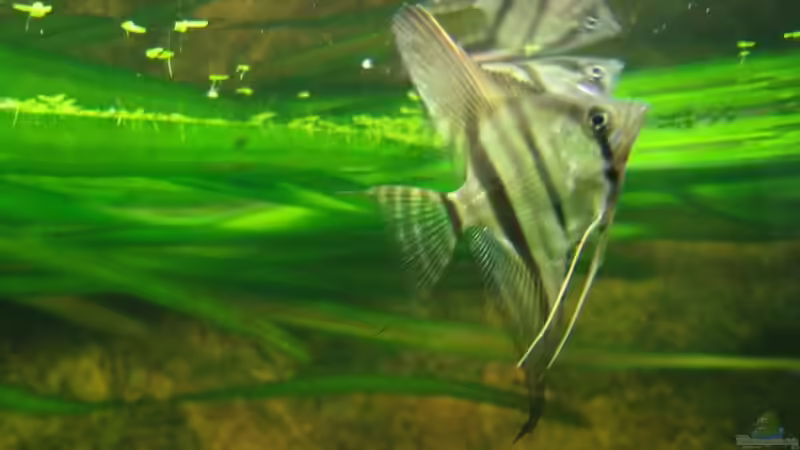 Juni 2012 von PH Neutral (31)