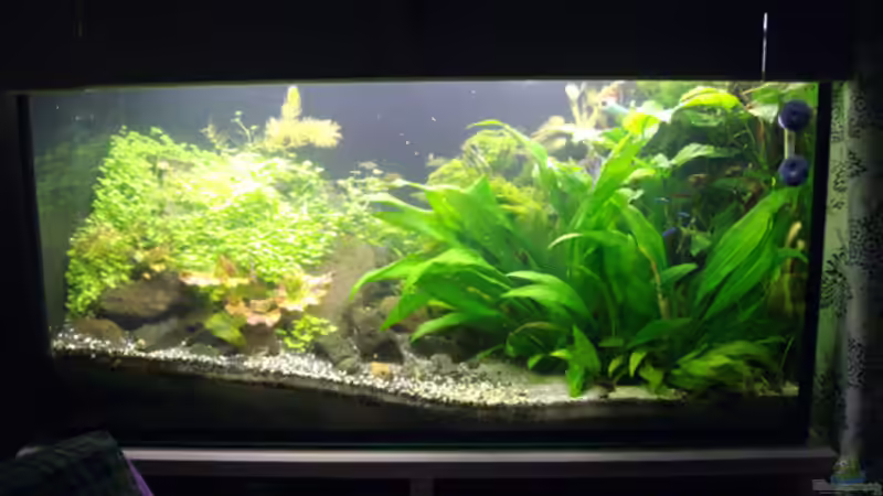 Juni 2013 - Drei Wochen nach der Einrichtung von DasJin (2)