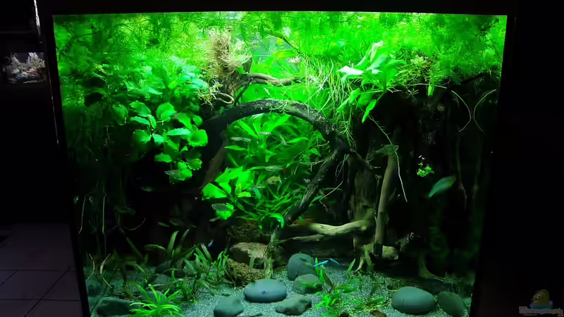 Juni 2014 - nach der Umgestaltung von Denise83 (8)