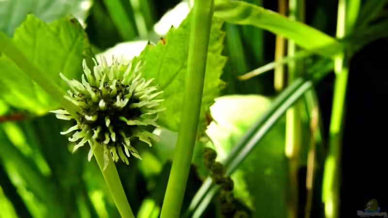 Juni 2014 von snooze (16)