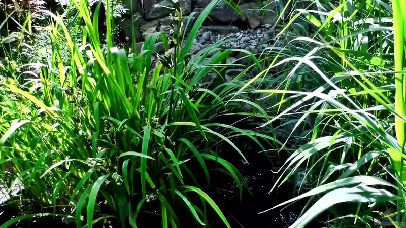 Juni 2014 von snooze (2)