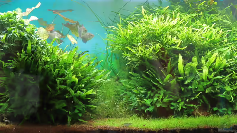 Juni 2015 - nur daytime von c-th (9)