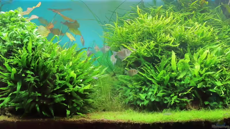 Juni 2015 von c-th (10)