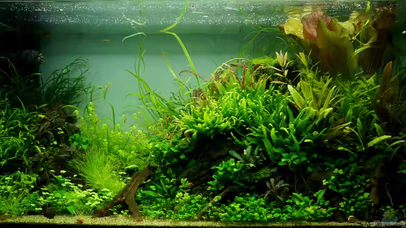 Juni 2015 von Micha... (11)