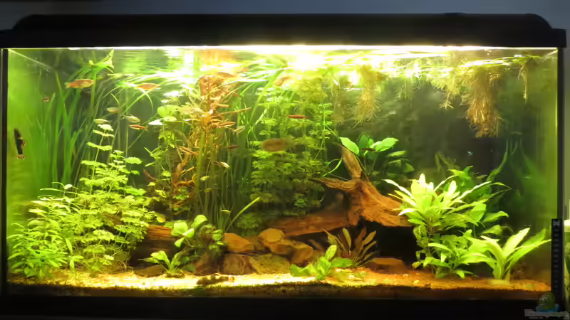 Juni 2015 von misch (2)