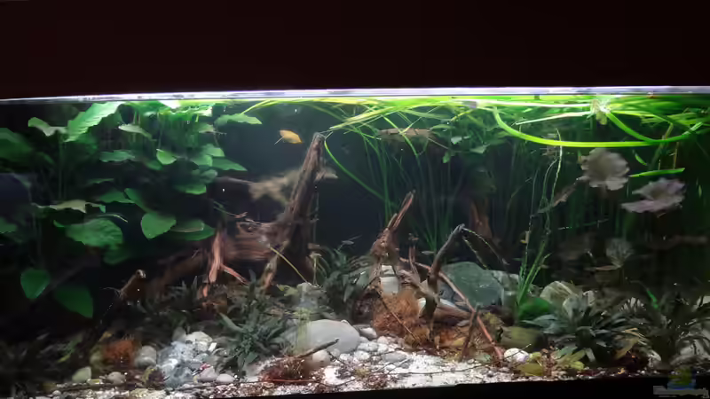 Juni 2015 von paris (2)