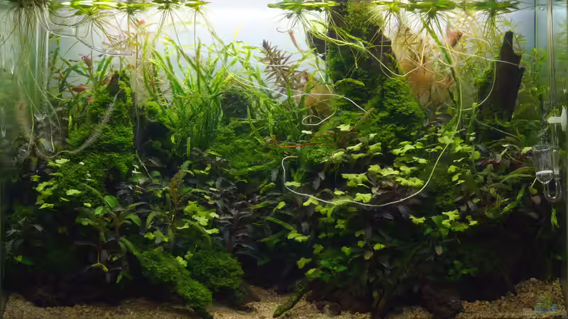 Juni 2017 von Micha... (4)