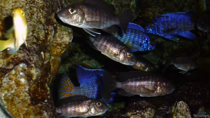 Juni 2018 von DER YBBSTALER (111)