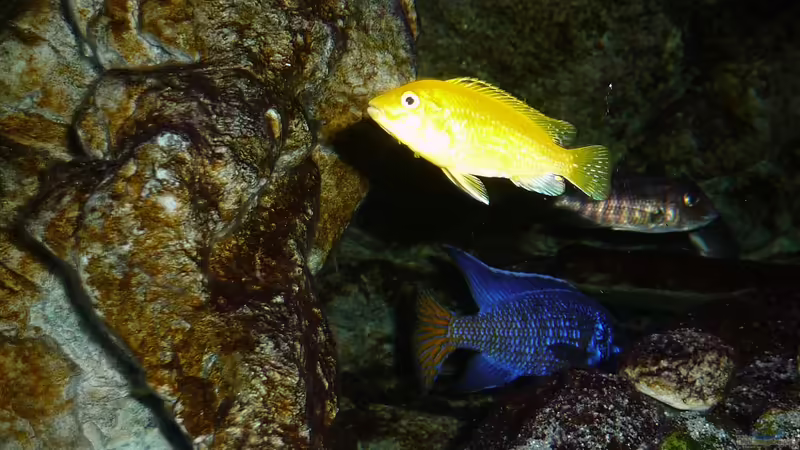 Juni 2018 von DER YBBSTALER (112)