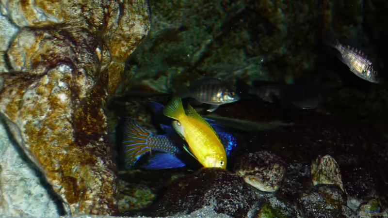 Juni 2018 von DER YBBSTALER (115)