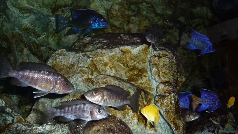 Juni 2018 von DER YBBSTALER (43)